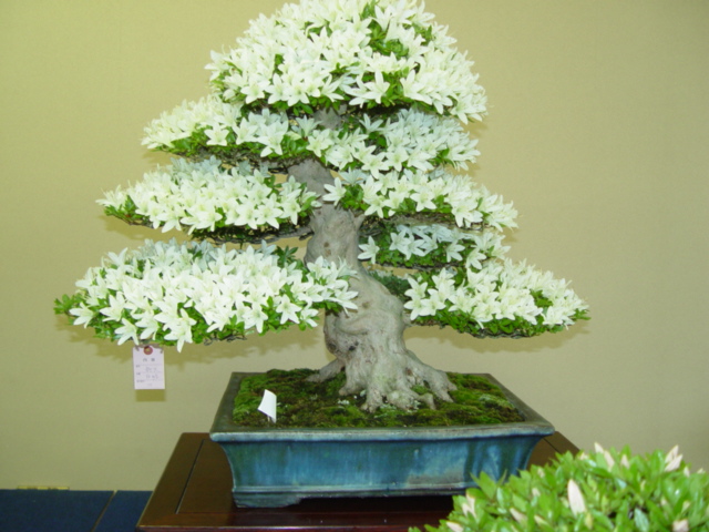 DSC00001.jpg