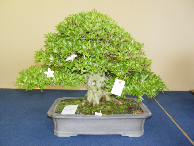 DSC00014.jpg
