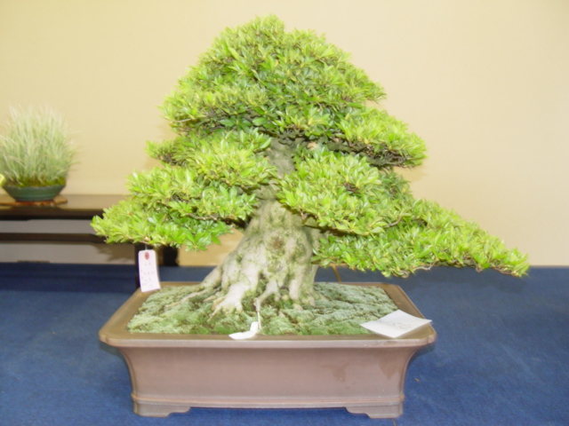 DSC00015.jpg