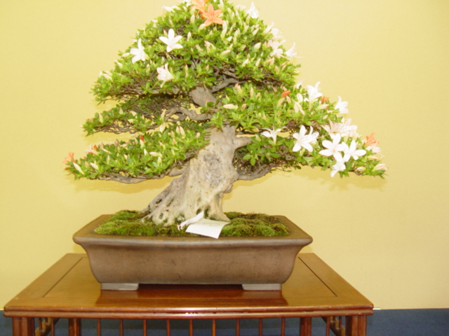 DSC00021.jpg