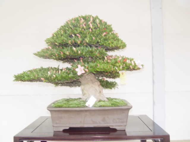 DSC00046.jpg