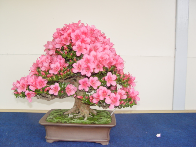 DSC00076.jpg