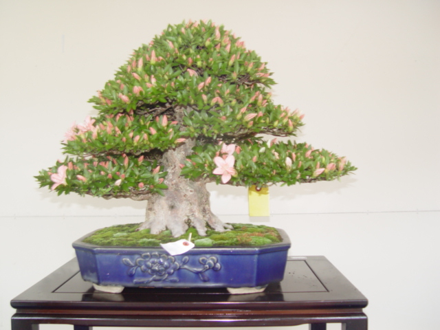 DSC00081.jpg