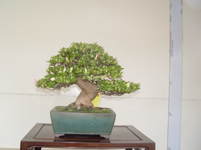 DSC00088.jpg