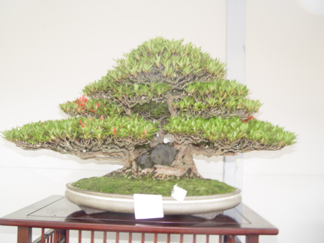 DSC00093.jpg