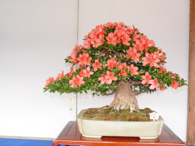 DSC00148.jpg