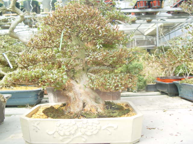 DSC03326.jpg