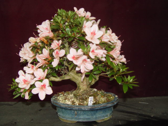 DSC03441.jpg