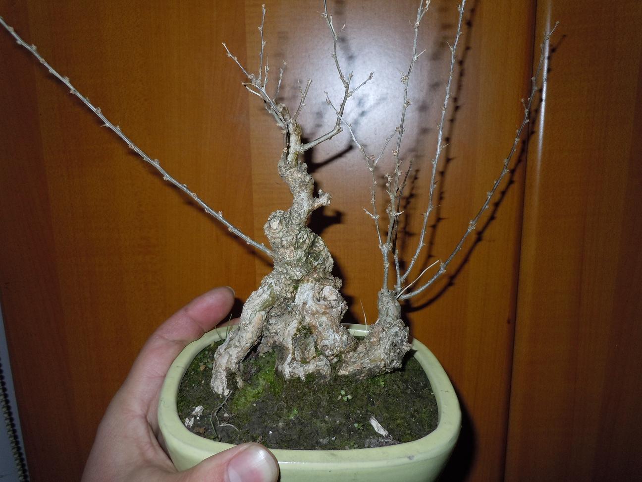 DSCN1770.jpg