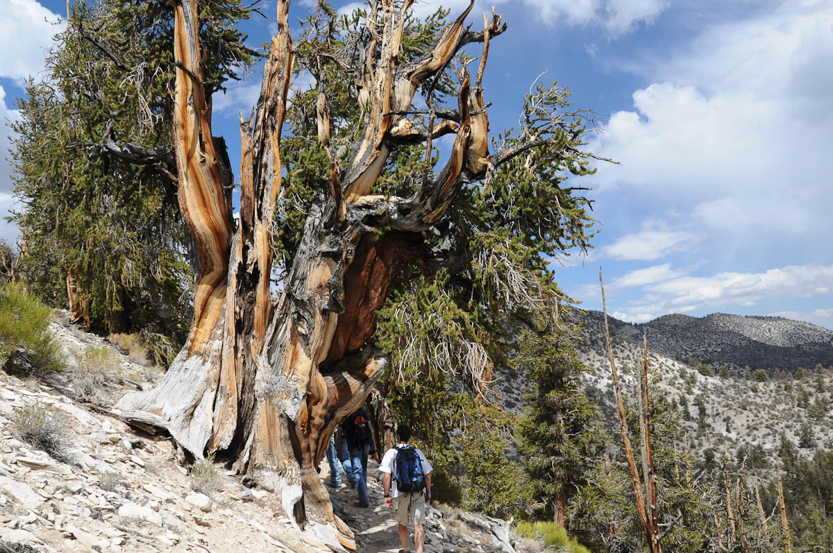 bristlecone-pine2-3.jpg