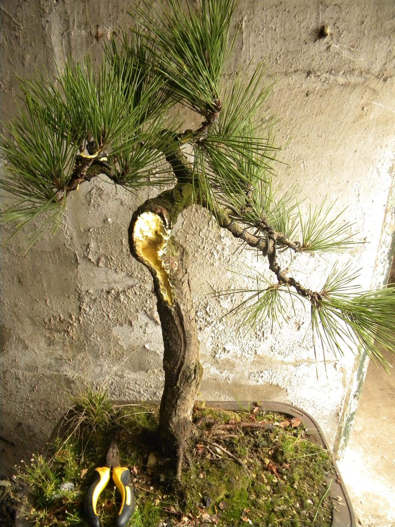 DSCN5173.JPG