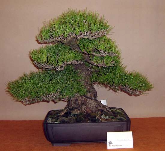 Arco Bonsai 2008 (8).jpg