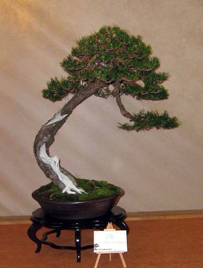Arco Bonsai 2008 (30).jpg