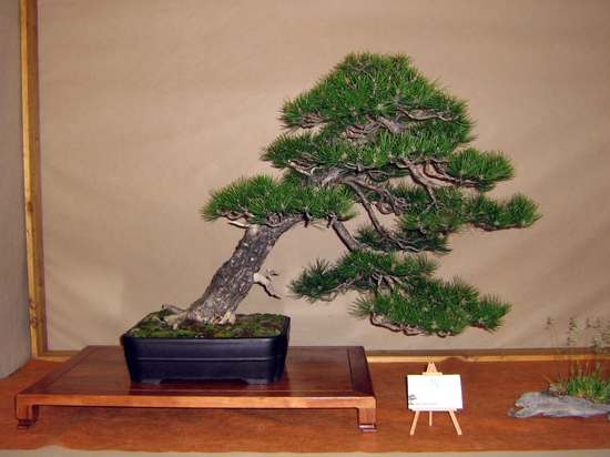 Arco Bonsai 2008 (47).jpg