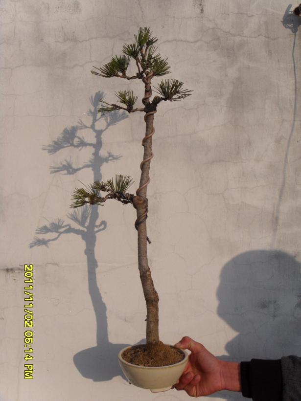 SDC11668.JPG