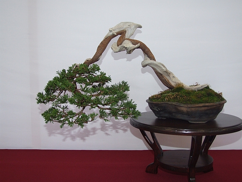 EUK Juniperus thurifera Martin Tielens 5.jpg