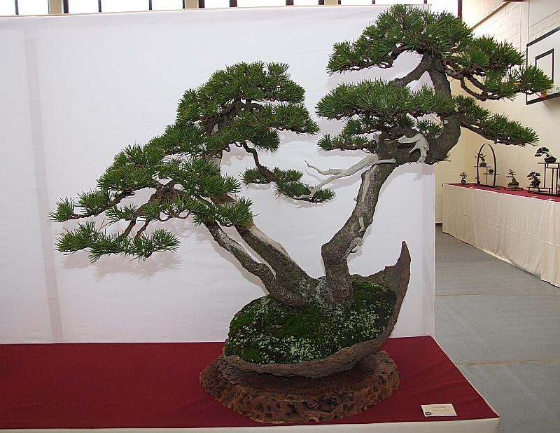 EUK Pinus driestam Lydie 1.jpg