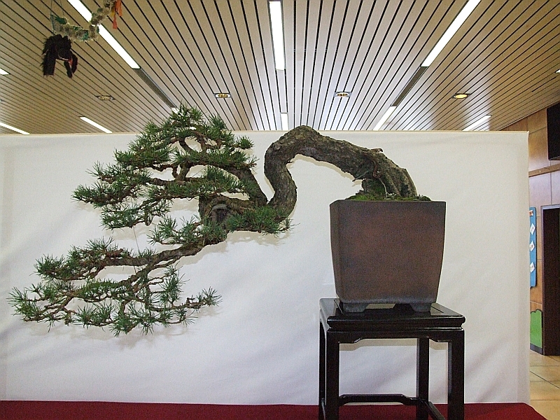 EUK Pinus Jef Byloos 2.jpg