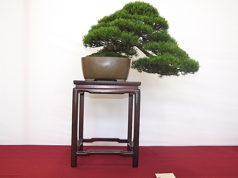 EUK Pinus mugo JP Polmans 1.jpg