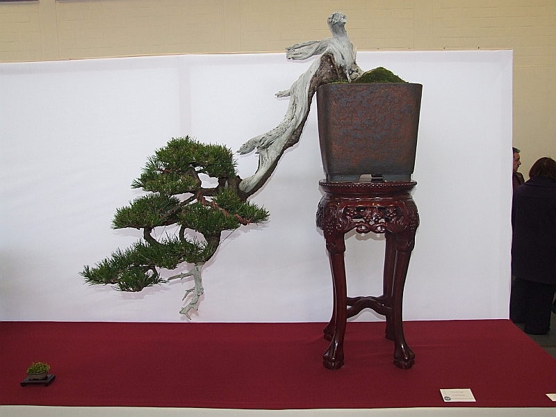 EUK Pinus mugo Paul Putseys 4.jpg
