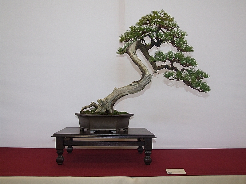 EUK Pinus parviflora Yannick Kiggen 2.jpg