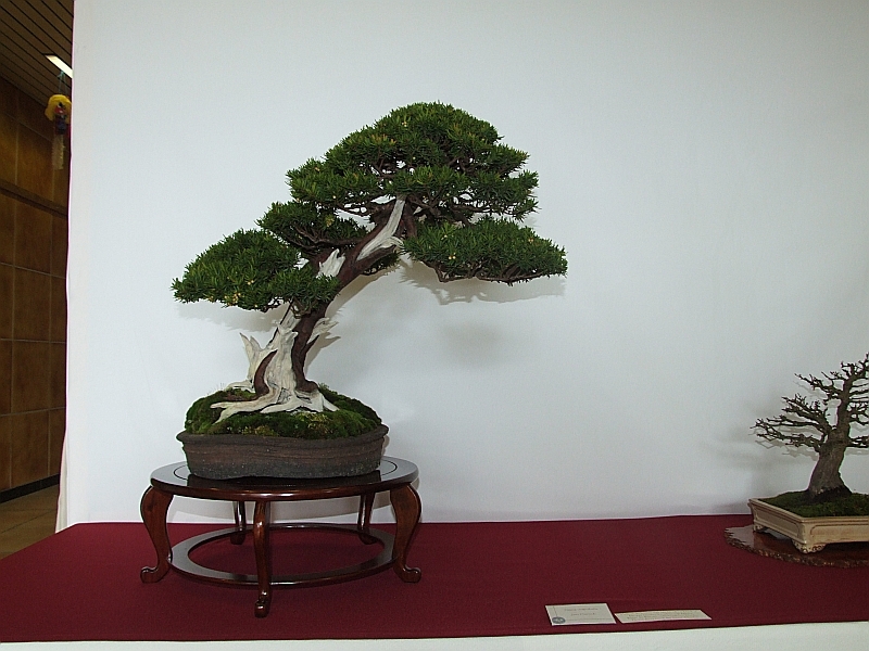 EUK Taxus cuspidata Jan Dieryck 3.jpg