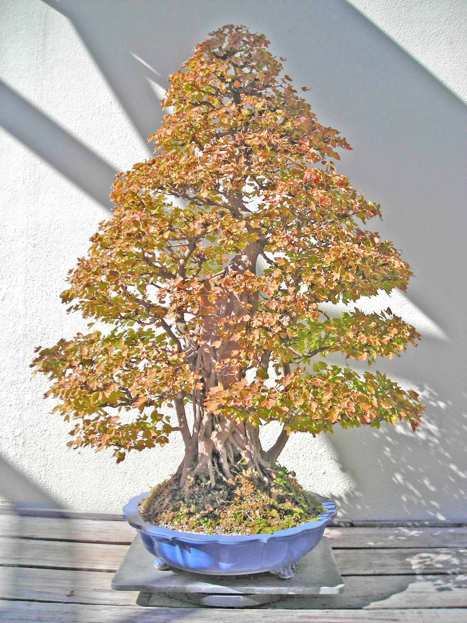 Acer_buergerianum9.jpg