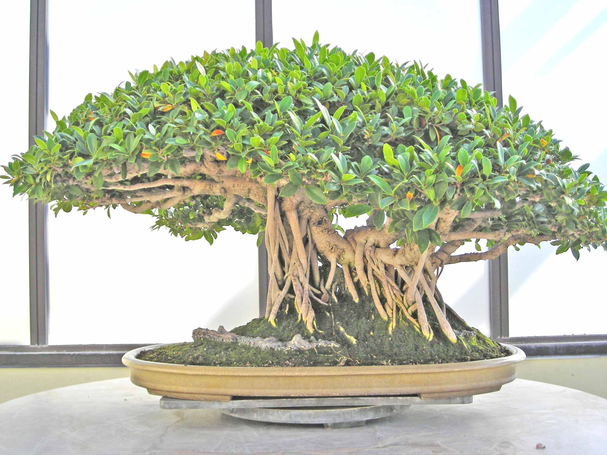 Ficus_microcarpa_kaneshiro1.jpg