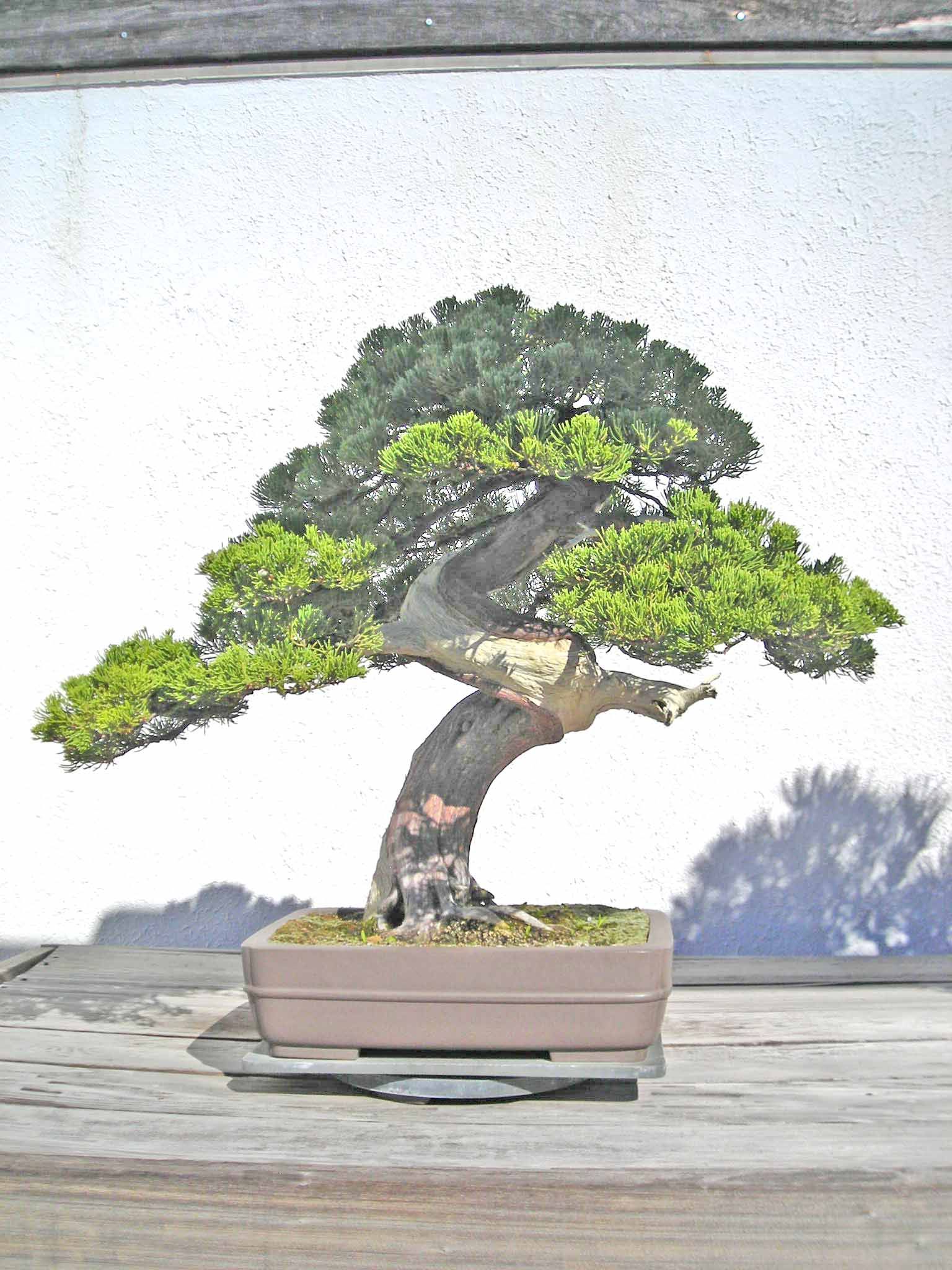 Juniperus_horizontalis1~0.jpg