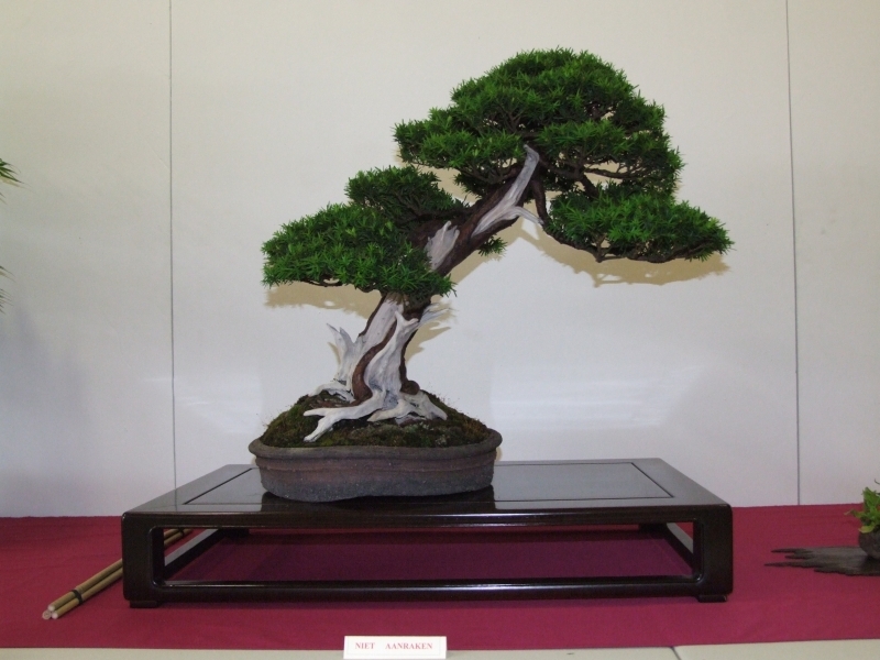 Go-Gatsu Ten 2008 112.jpg