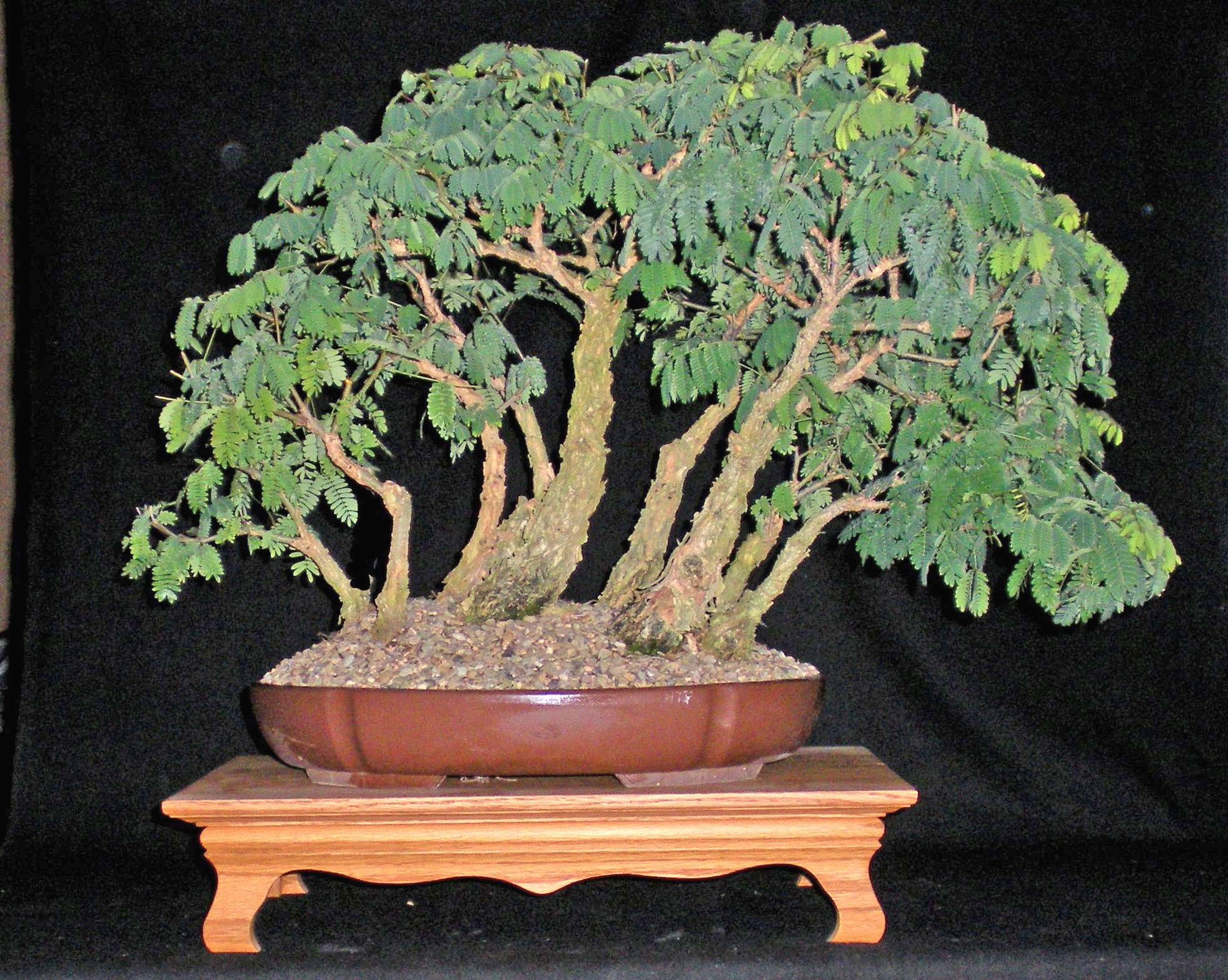 Acacia_galpinii1.jpg