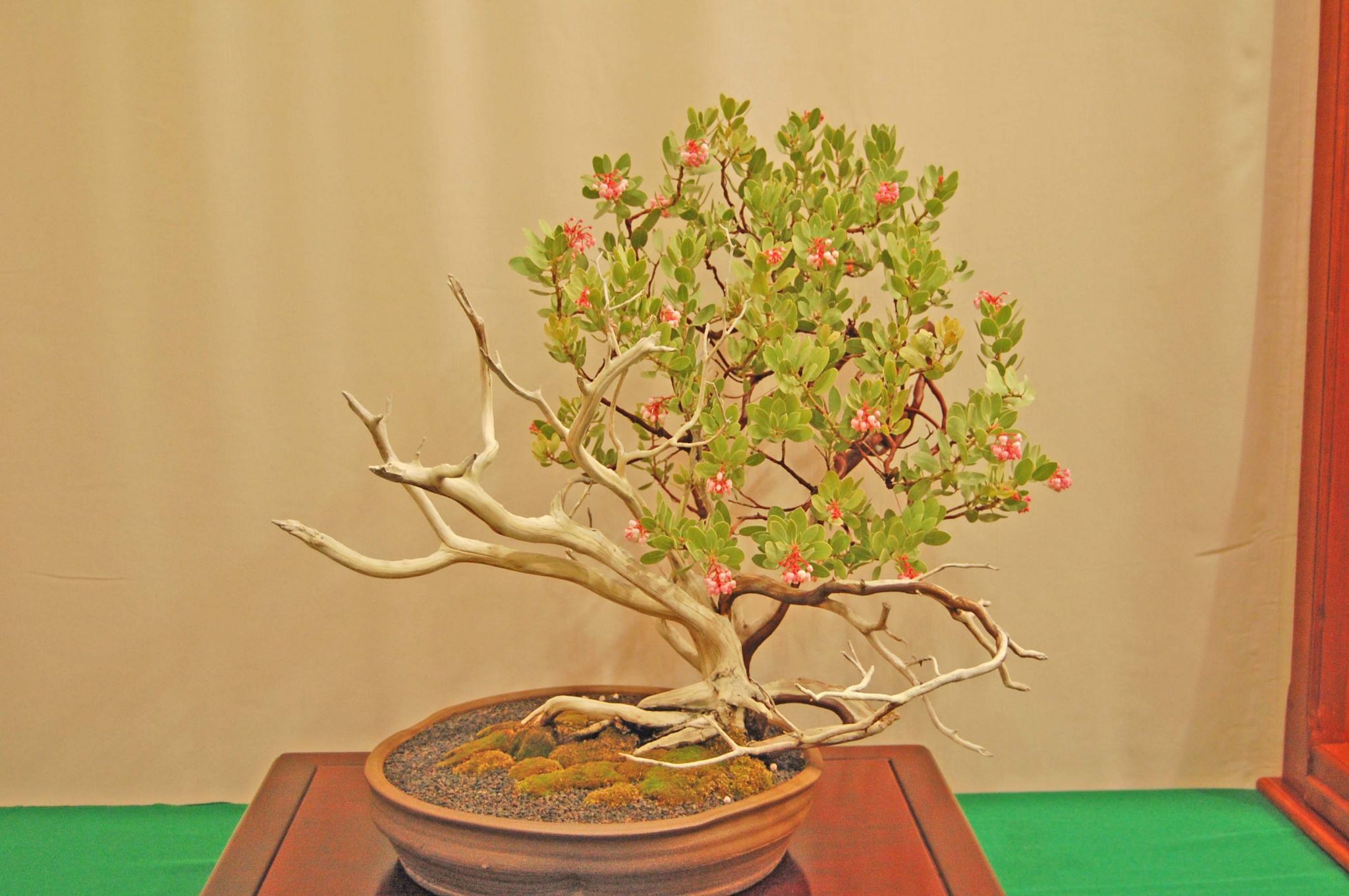 Arctostaphylos_hookeri1.jpg