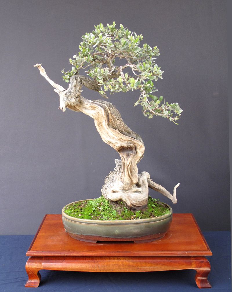 Avicennia_germinans1~0.jpg