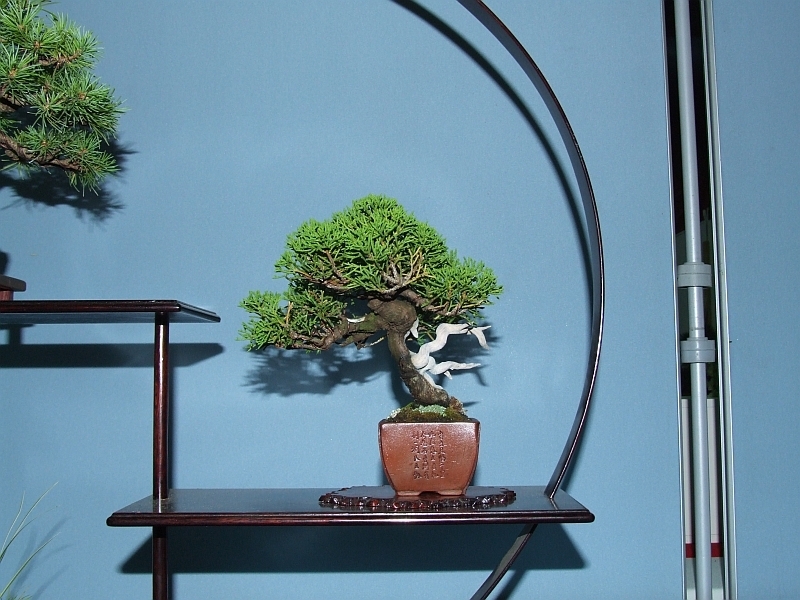 Bonsai & Japanese Art Event 2009  (13).jpg