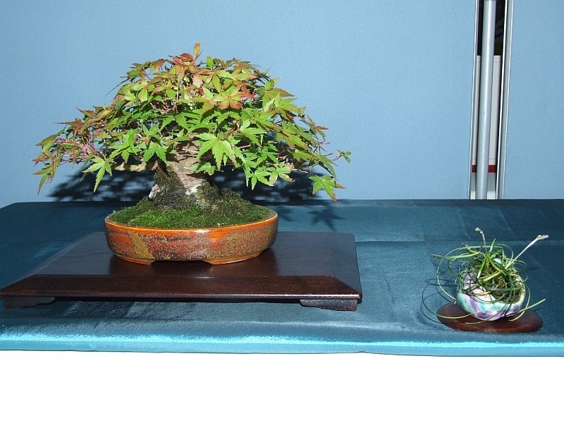 Bonsai & Japanese Art Event 2009  (20).jpg