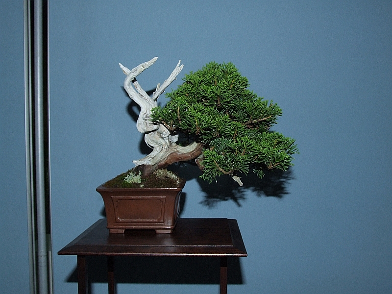 Bonsai & Japanese Art Event 2009  (25).jpg