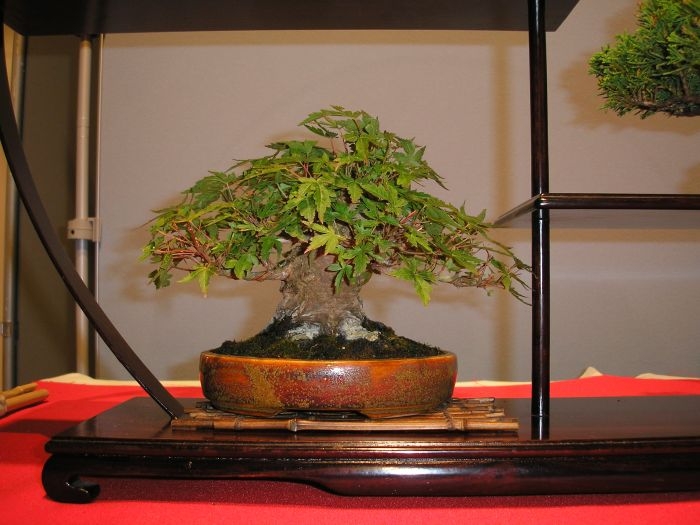 International Bonsai Challenge 23-07-2006 021.jpg