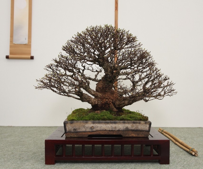 BSA Shohin Off 2011 006.jpg