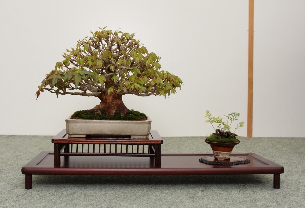 BSA Shohin Off 2011 015.jpg