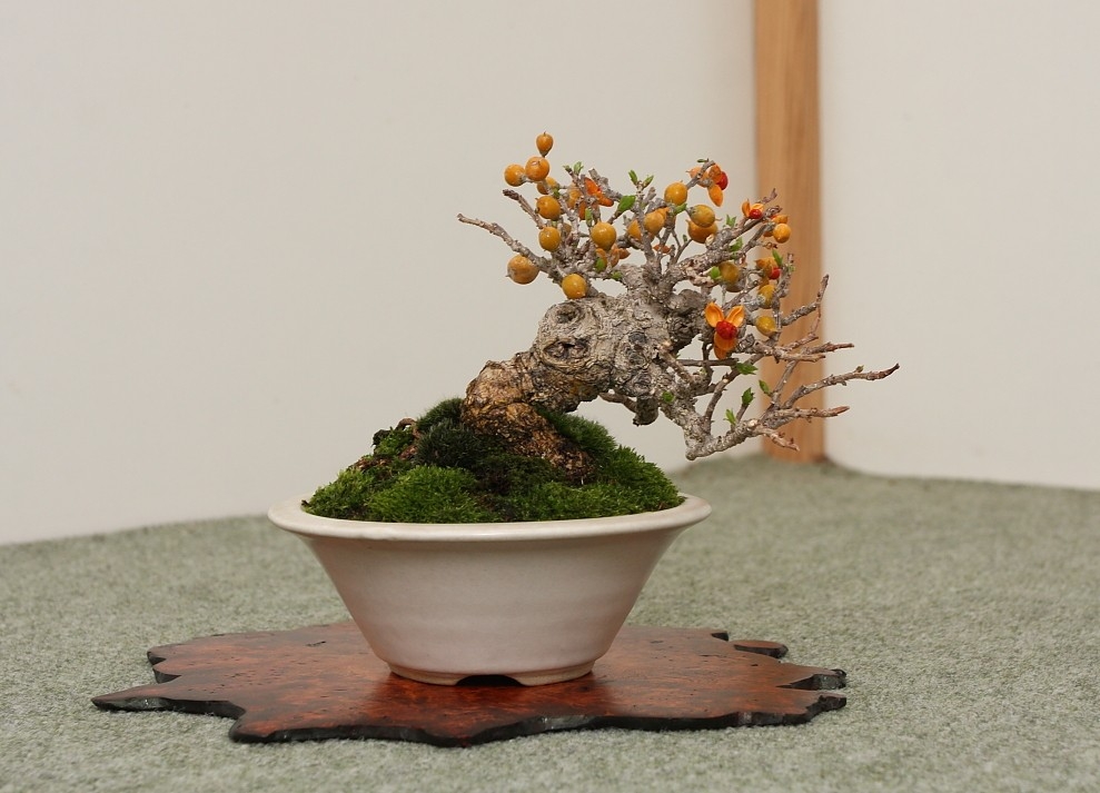 BSA Shohin Off 2011 024.jpg