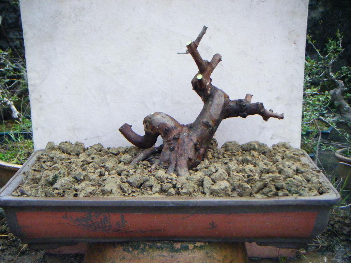 Ƭ 1442.jpg