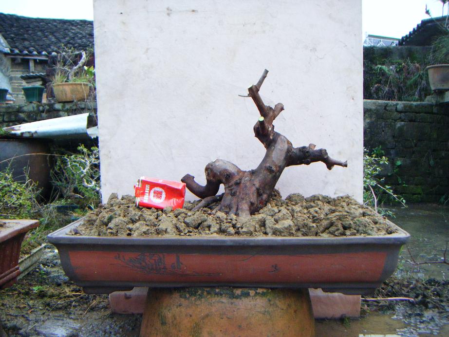 Ƭ 1446.jpg