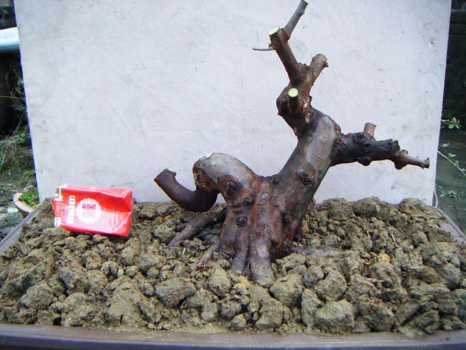 Ƭ 1450.jpg