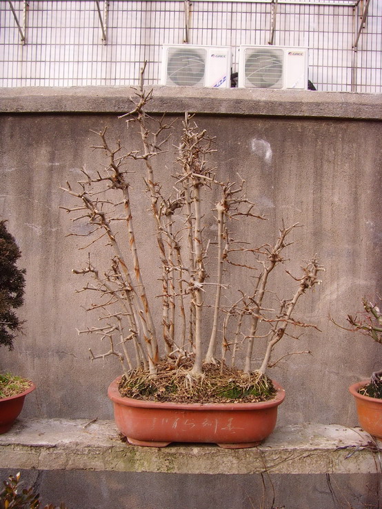 SNV37460.jpg
