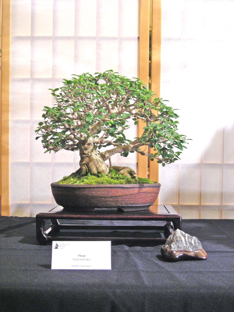 Ficus_cordata_subsp_salicifolia_Burtt_davy1_sm.jpg