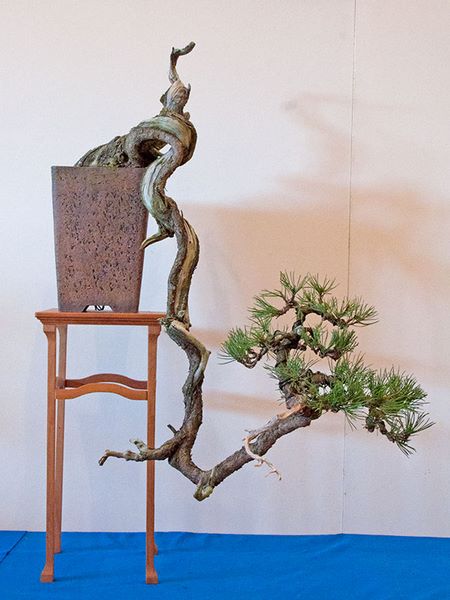 bavarian_bonsai_2011_qdsc_7867w.jpg