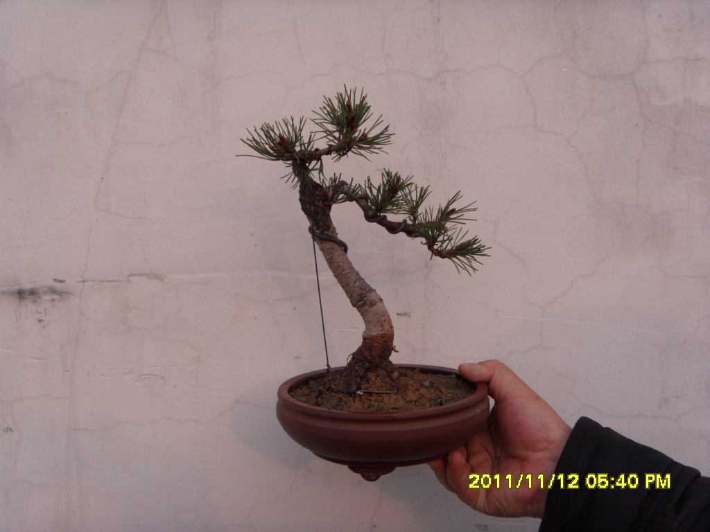 SDC11694.JPG