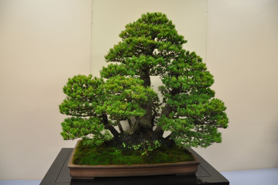 Ƭ 096.jpg