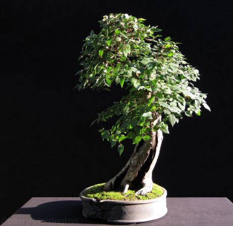 Elm bonsai Oct11.jpg