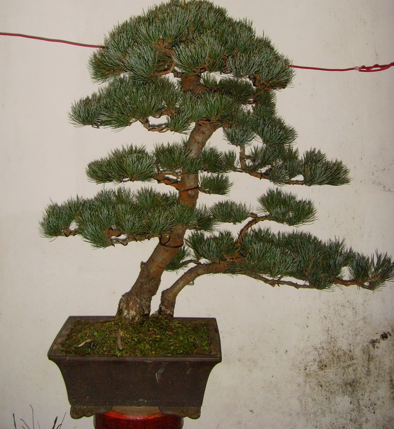 SNV37570.jpg